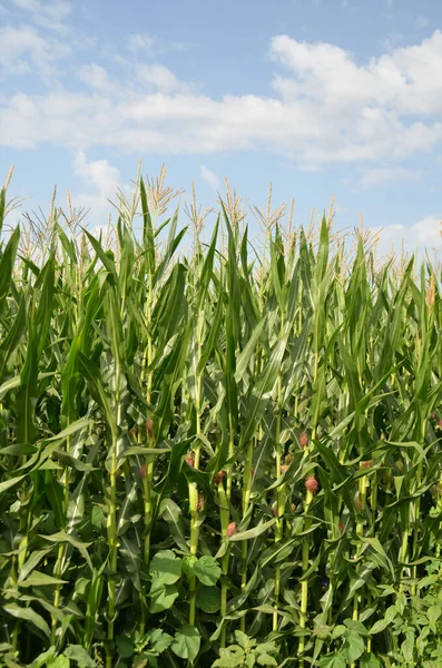 Mısır tarlası arka planda mavi gökyüzü bulutları yeşil