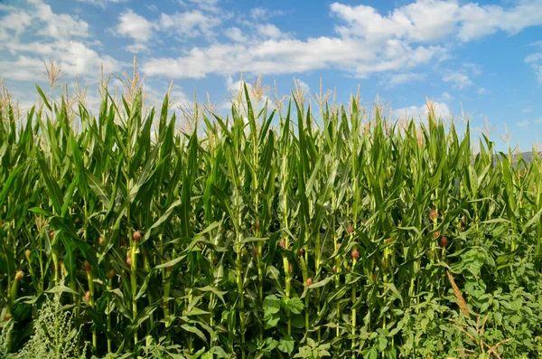 Mısır tarlası arka planda mavi gökyüzü bulutları yeşil