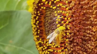 Yazın ayçiçeğinde bal toplayan polenli arı.