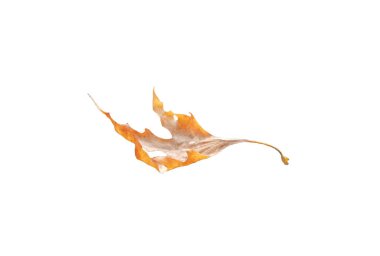 Yaprak sarısı kahverengi sonbahar mevsimi, beyaz gökyüzünde dökülen yapraklar için izole edilmiş.