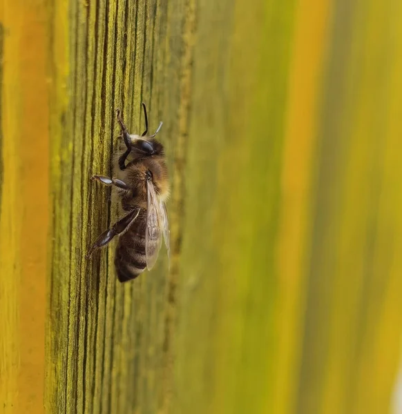 Bee Insect One Details Close Yellow Plank — Stock fotografie