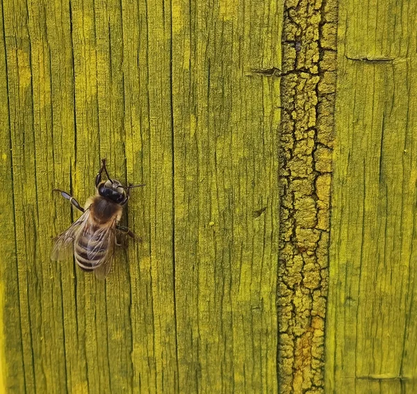 Bee Insect One Details Close Yellow Plank — Fotografia de Stock