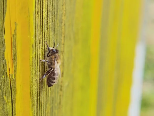 Bee Insect One Details Close Yellow Plank —  Fotos de Stock