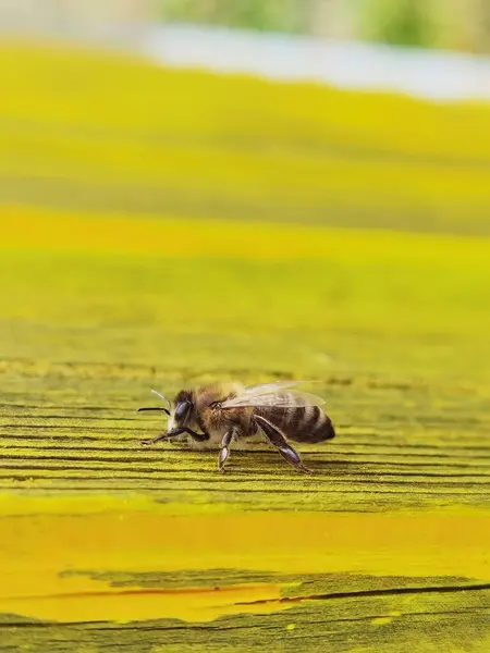 Bee Insect One Details Close Yellow Plank — Stock fotografie