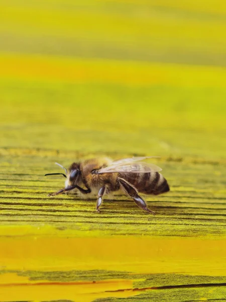 Bee Insect One Details Close Yellow Plank — Zdjęcie stockowe