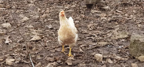 Hen Hens Chickens Outdoor Rocks Mountain Background — Fotografia de Stock