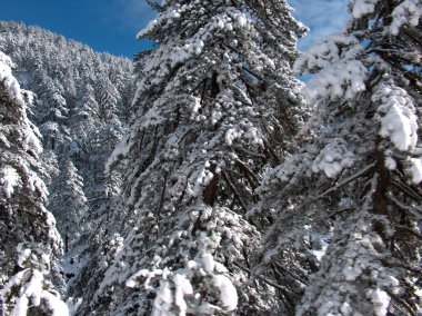 travel in winter snow ice asphalt firs in sunny cold day ,grevena perfecture,  greece