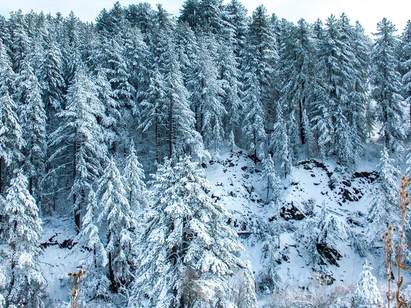 Travel Winter Snow Ice Asphalt Firs Sunny Cold Day Grevena — Stock Photo, Image