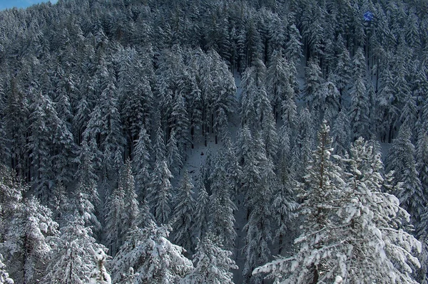 Travel Winter Snow Ice Asphalt Firs Sunny Cold Day Grevena — Stockfoto