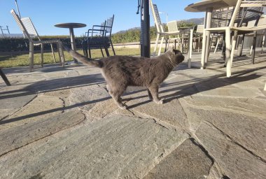 Kedi grisi kısa hava, kameraya bakıyor.