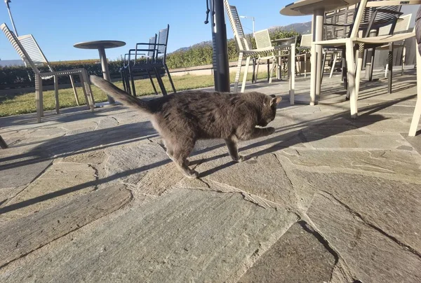 Gato Cinza Shorthair Seus Olhos Olhando Para Câmera — Fotografia de Stock