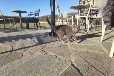 Kedi grisi kısa hava, kameraya bakıyor.