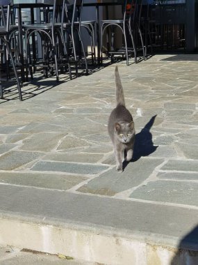 Kedi grisi kısa hava, kameraya bakıyor.