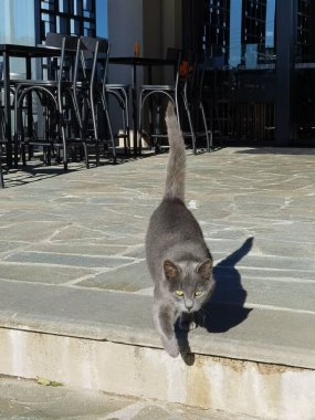 Kedi grisi kısa hava, kameraya bakıyor.