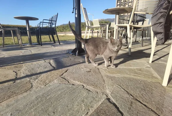 Gato Cinza Shorthair Seus Olhos Olhando Para Câmera — Fotografia de Stock