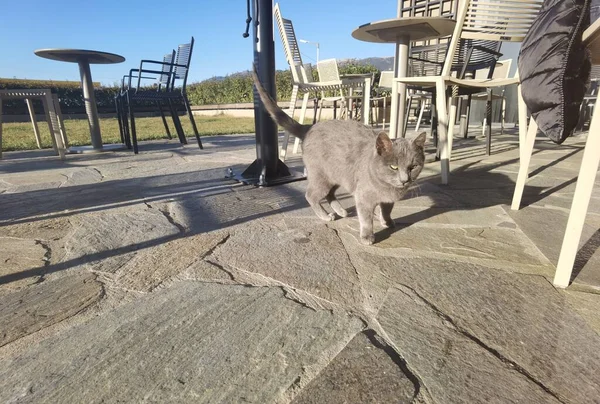 Gato Gris Taquigrafía Sus Ojos Mirando Cámara — Foto de Stock