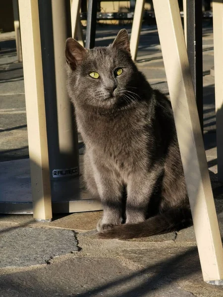 Gato Gris Taquigrafía Sus Ojos Mirando Cámara —  Fotos de Stock