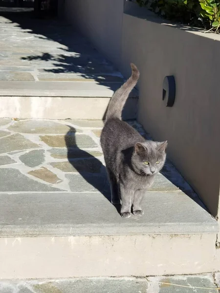 Katzengraue Kurzhaaraugen Blicken Die Kamera — Stockfoto