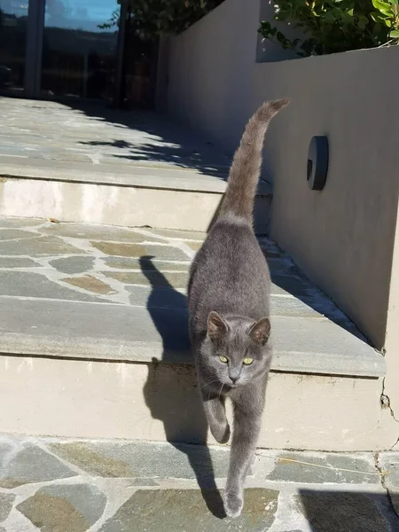 Gato Gris Taquigrafía Sus Ojos Mirando Cámara —  Fotos de Stock