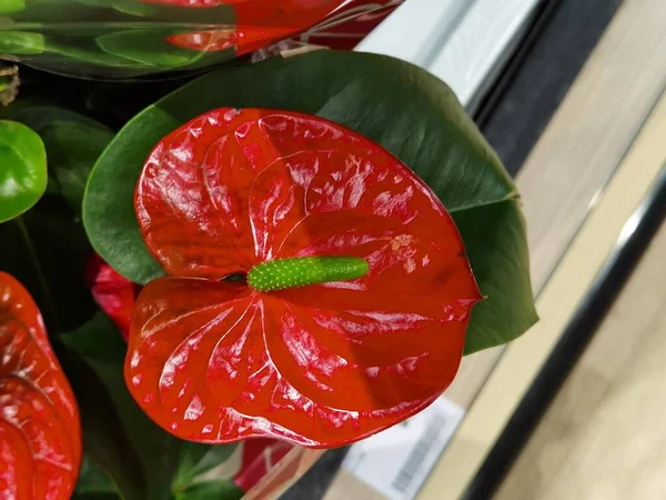 Anthurium Uma Flor Exótica Planta Folha Vermelha Perto — Fotografia de Stock