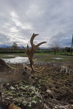 Geyiklerin boynuzları kışın kapanır. 