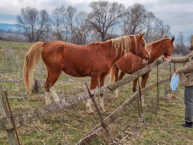 Kışın çayırda iki at.
