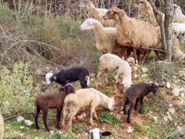 Koyun lambaları dik dik bakıyor siyah ve beyaz halk Yunan ioannina