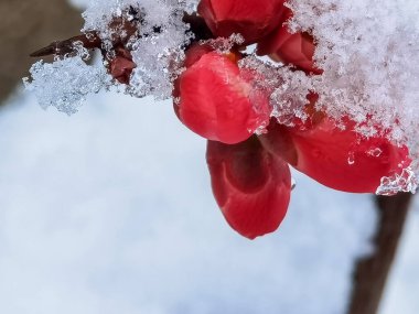 Çiçekler turuncu ve diğerleri kar altında. Sping 'deki hava koşullarında.