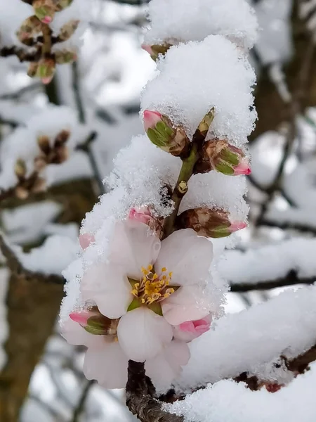 Flores Amêndoas Outros Sob Neve Espirng Tempo Condições Meteorológicas Sping — Fotografia de Stock