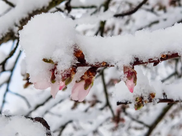 Flores Almendras Otros Bajo Nieve Espirng Tiempo Condiciones Meteorológicas Sping —  Fotos de Stock