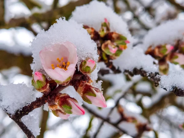 Λουλούδια Αμύγδαλα Και Άλλα Κάτω Από Χιόνι Συνθήκες Σπειροειδούς Καιρού — Φωτογραφία Αρχείου