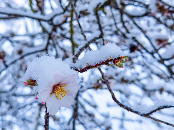 Flores Almendras Otros Bajo Nieve Espirng Tiempo Condiciones Meteorológicas Sping —  Fotos de Stock