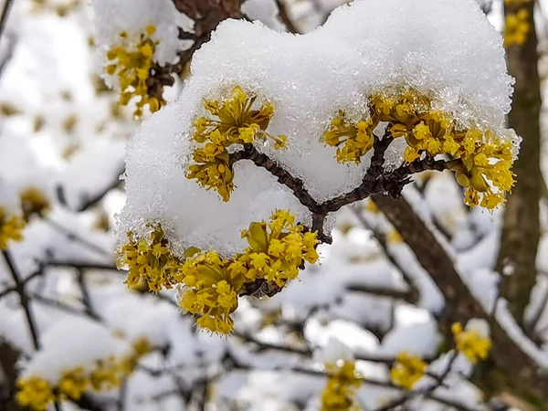 Λουλούδια Αμύγδαλα Και Άλλα Κάτω Από Χιόνι Συνθήκες Σπειροειδούς Καιρού — Φωτογραφία Αρχείου