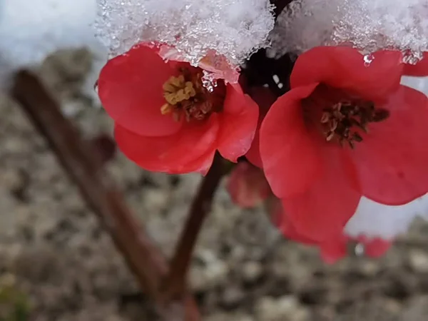 Květiny Mandle Další Pod Sněhem Spirálovitém Čase Povětrnostní Podmínky Spirále — Stock fotografie