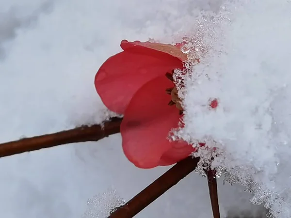 Цветы Миндаль Другие Снегом Спине Времени Погодные Условия Спине — стоковое фото