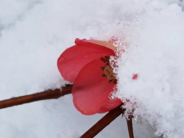 Flores Almendras Otros Bajo Nieve Espirng Tiempo Condiciones Meteorológicas Sping —  Fotos de Stock