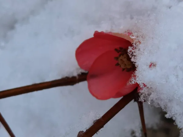 Květiny Mandle Další Pod Sněhem Spirálovitém Čase Povětrnostní Podmínky Spirále — Stock fotografie