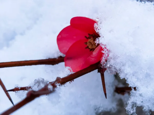 Flori Migdale Altele Sub Zăpadă Spirng Timp Condiţii Meteorologice Sping — Fotografie, imagine de stoc