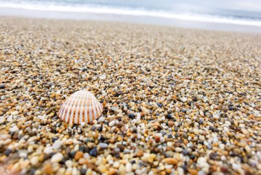 kabuklar izole edilmiş metinleriniz için deniz arkaplanı alanı 