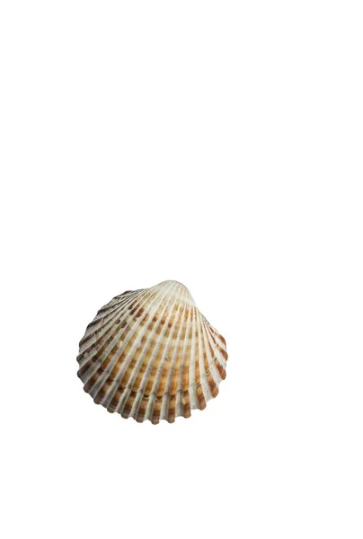 貝の殻はあなたのテキストの海の背景空間を形成し — ストック写真