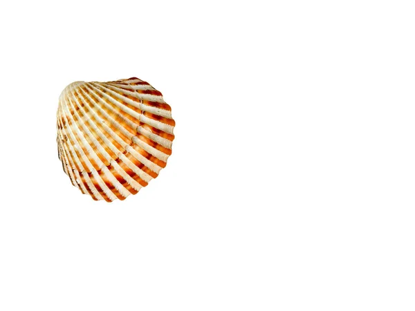 Conchas Shell Isoladas Formam Espaço Fundo Mar Para Seu Texto — Fotografia de Stock