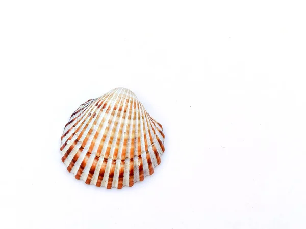 貝の殻はあなたのテキストの海の背景空間を形成し — ストック写真