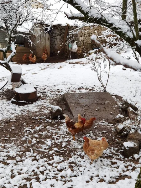 Hens Hen Cock Hencoop Snow Winter Season — Stock Photo, Image