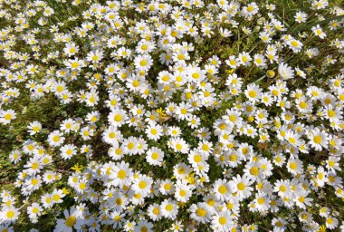 Bahar mevsiminde bir çayırda papatya çiçekleri
