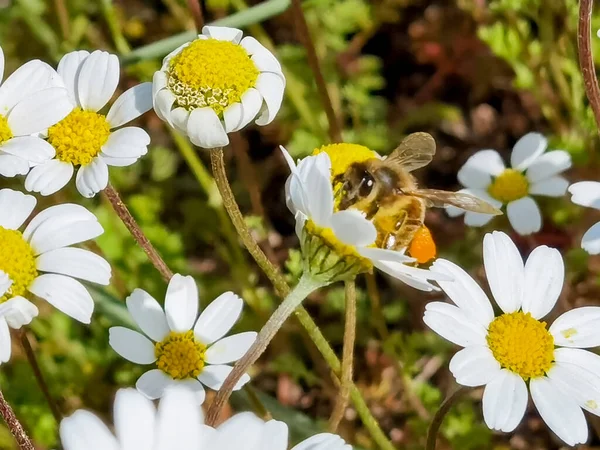 Méh Virágporral Gyűjti Méz Deisies Tavaszi Szezonban — Stock Fotó