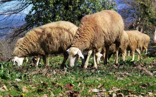 羊は春に草を放牧し — ストック写真