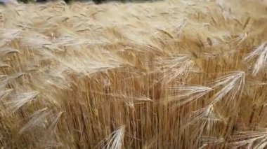 Buğday dalları mavi gökyüzünde Yazın olgunlaşmış sarı gökyüzünde