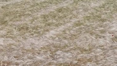 Buğday dalları mavi gökyüzünde Yazın olgunlaşmış sarı gökyüzünde