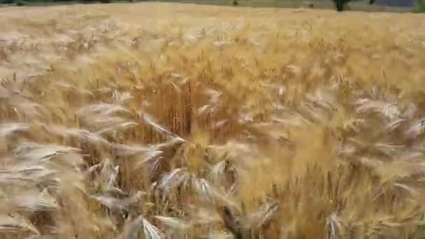 夏は畑の上の小麦の穂青い空熟した黄色の空 — ストック動画