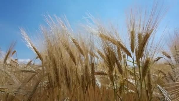 Пшеничні Шипи Блакитне Небо Полі Стигле Жовте Небо Влітку — стокове відео